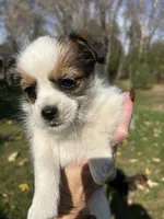 Bernadette , a female Shorkie for sale in Elk River, MN – 3 of 6