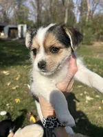 Dotty, a female Shorkie for sale in Elk River, MN – 4 of 8