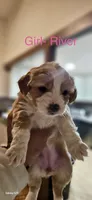 River, a female Cavapoo and Shorkie for sale in Elk River, MN – Photo 1 of 8
