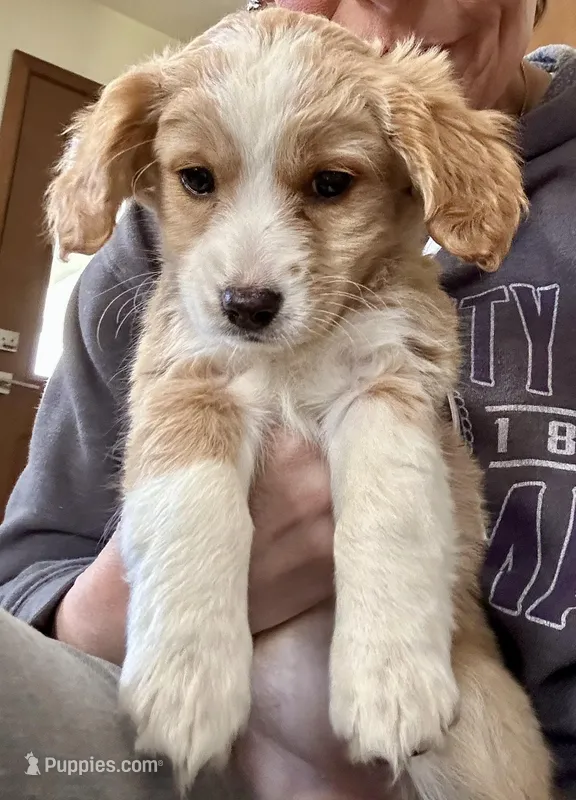 River – Cavapoo, Shorkie puppy on hold in Elk River, MN