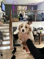 River, a female Cavapoo and Shorkie for sale in Elk River, MN – Photo 2 of 8