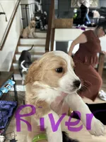 River, a female Cavapoo and Shorkie for sale in Elk River, MN – Photo 3 of 8