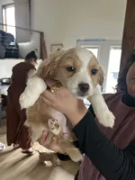 River, a female Cavapoo and Shorkie for sale in Elk River, MN – Photo 4 of 8