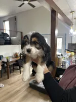 Mabel, a female Cavapoo and Shorkie for sale in Elk River, MN – Photo 2 of 9