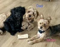 Mabel, a female Cavapoo and Shorkie for sale in Elk River, MN – Photo 6 of 9