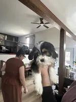 Mabel, a female Cavapoo and Shorkie for sale in Elk River, MN – Photo 4 of 9