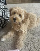 Mabel, a female Cavapoo and Shorkie for sale in Elk River, MN – Photo 8 of 9