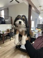 Mabel, a female Cavapoo and Shorkie for sale in Elk River, MN – Photo 5 of 9