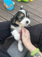 Mabel, a female Cavapoo and Shorkie for sale in Elk River, MN – Photo 3 of 9