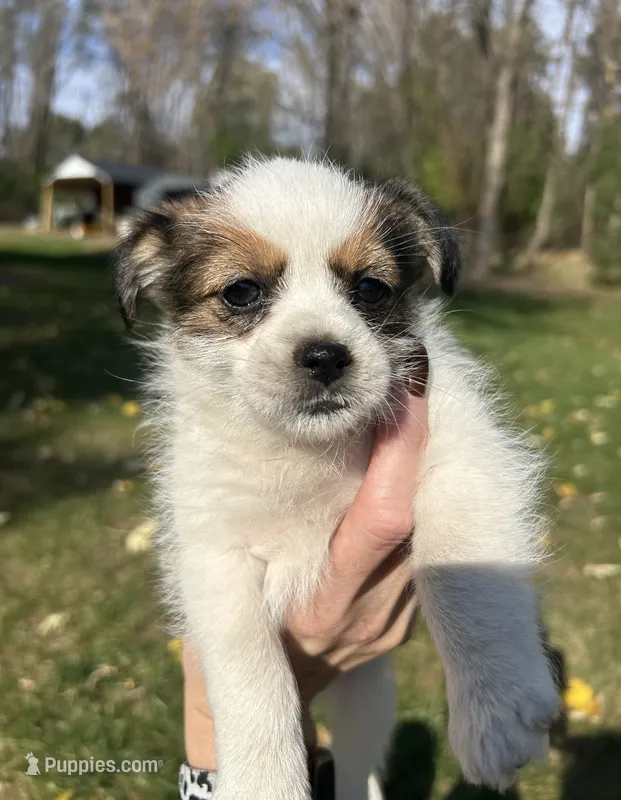 Bernadette  – Shorkie puppy for sale in Elk River, MN