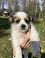 Bernadette , a female Shorkie for sale in Elk River, MN – 1 of 6