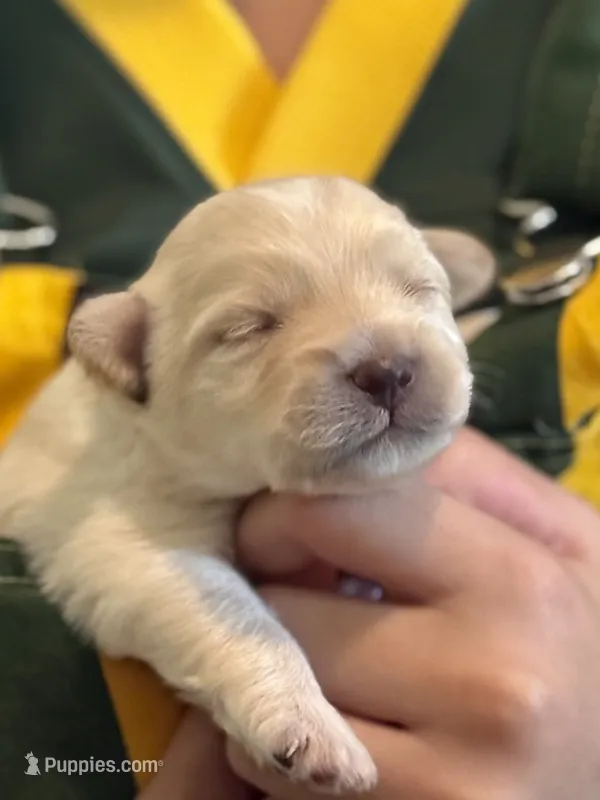 Blizzard – Shorkie puppy for sale in Elk River, MN