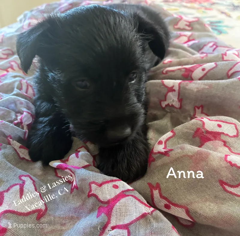Anna – Scottish Terrier puppy for sale in Vacaville, CA