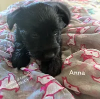 Anna, a female Scottish Terrier for sale in Vacaville, CA – 1 of 1