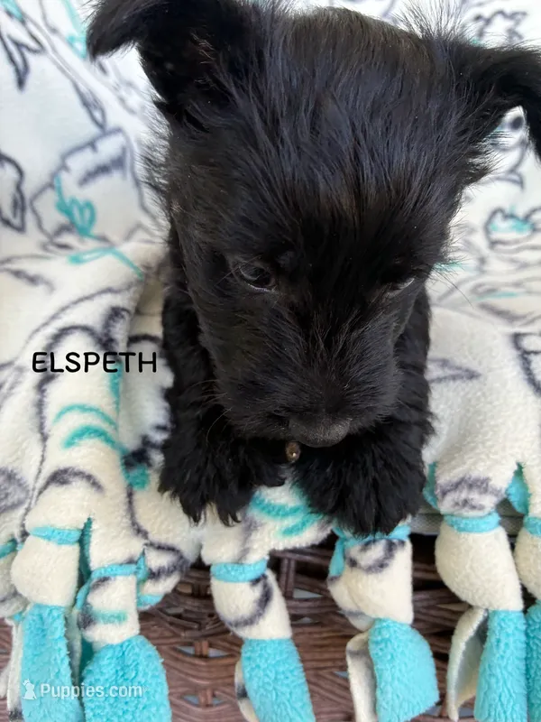Elspeth – Scottish Terrier puppy for sale in Vacaville, CA