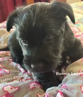 Bonnie Lass, a female Scottish Terrier for sale in Vacaville, CA – 1 of 1