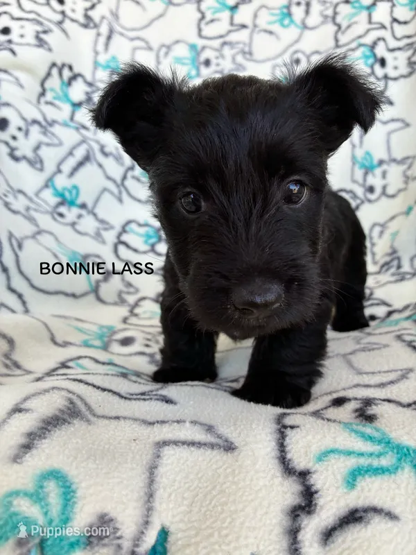 Bonnie Lass – Scottish Terrier puppy for sale in Vacaville, CA