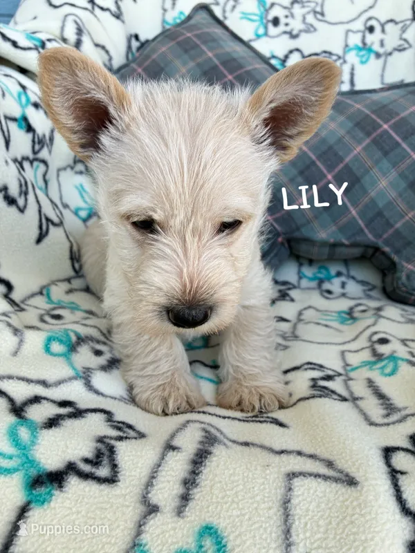 Lily – Scottish Terrier puppy for sale in Vacaville, CA