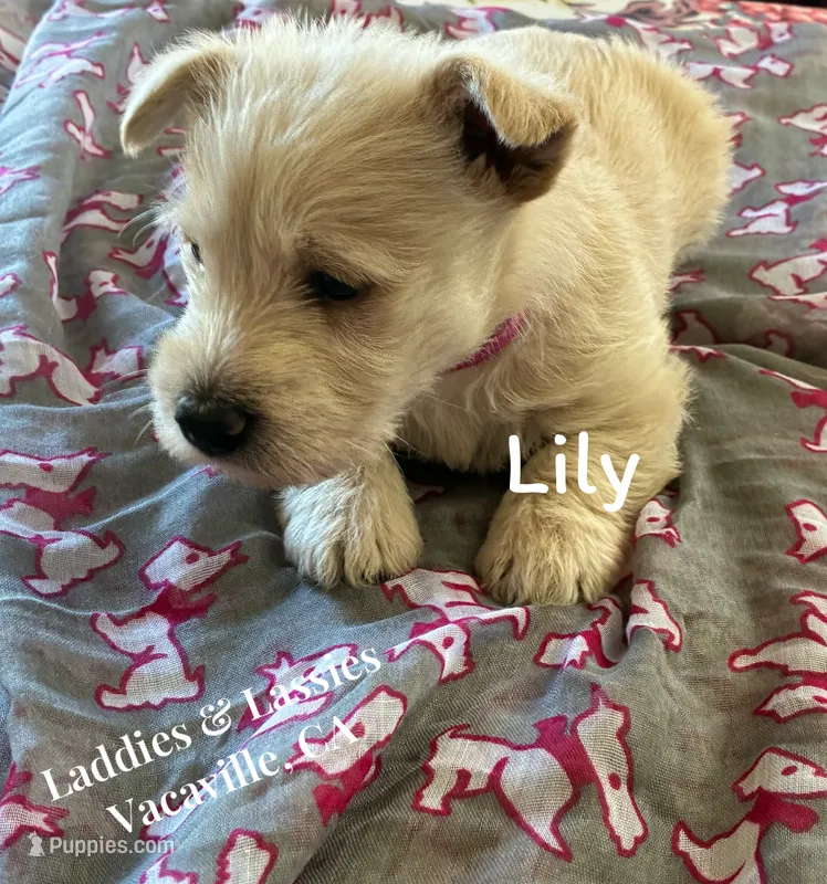 Lily – Scottish Terrier puppy for sale in Vacaville, CA