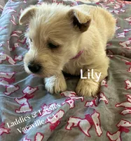Lily, a female Scottish Terrier for sale in Vacaville, CA – 1 of 1