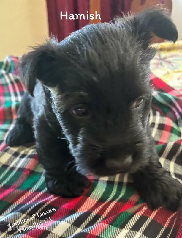 Hamish – Scottish Terrier puppy for sale in Vacaville, CA