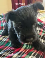 Hamish, a male Scottish Terrier for sale in Vacaville, CA – 1 of 1