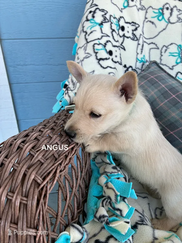 Angus – Scottish Terrier puppy for sale in Vacaville, CA