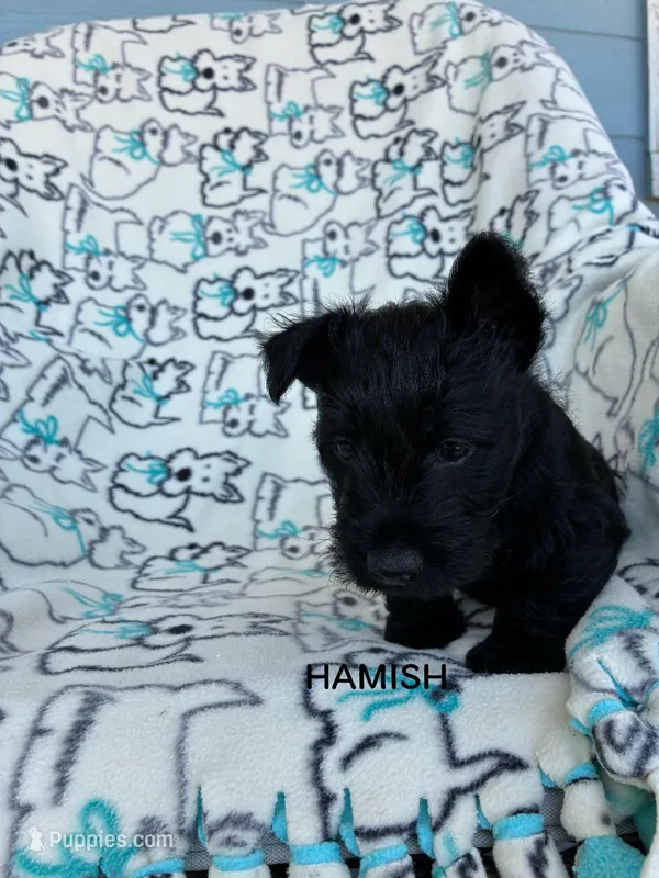 Hamish – Scottish Terrier puppy for sale in Vacaville, CA