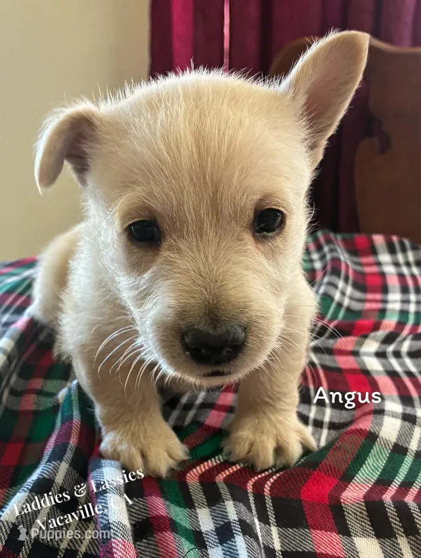 Angus – Scottish Terrier puppy for sale in Vacaville, CA
