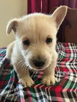 Angus, a male Scottish Terrier for sale in Vacaville, CA – 1 of 1