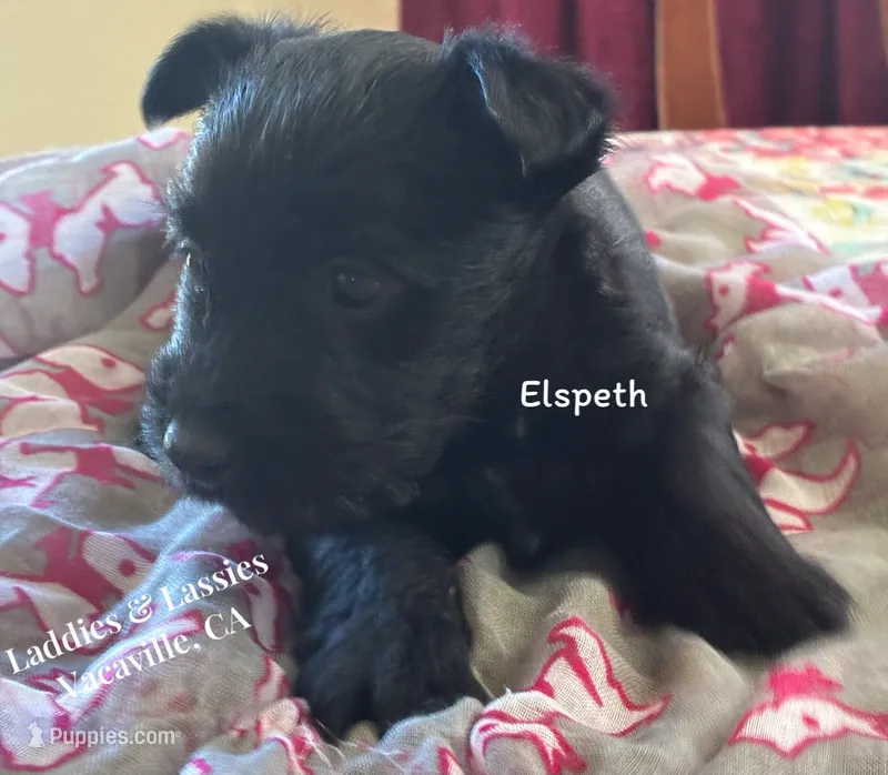 Elspeth – Scottish Terrier puppy for sale in Vacaville, CA