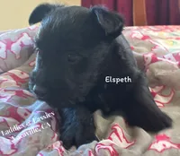 Elspeth, a female Scottish Terrier for sale in Vacaville, CA – 1 of 1