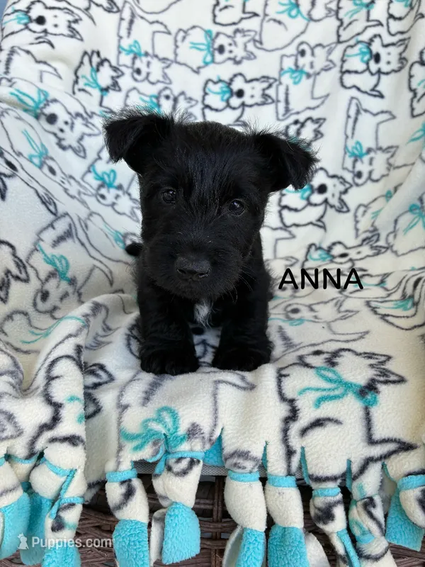 Anna – Scottish Terrier puppy for sale in Vacaville, CA