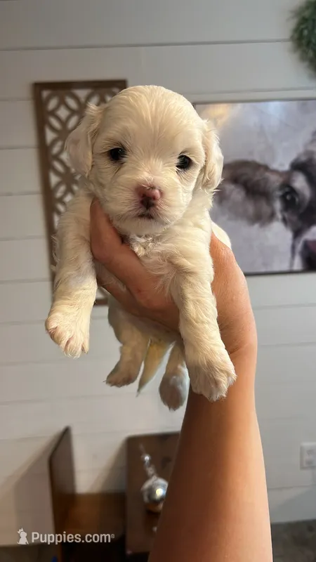 Pearl  – Maltipoo puppy for sale in Douglas, GA