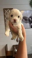 Pearl , a female Maltipoo for sale in Douglas, GA – 1 of 1