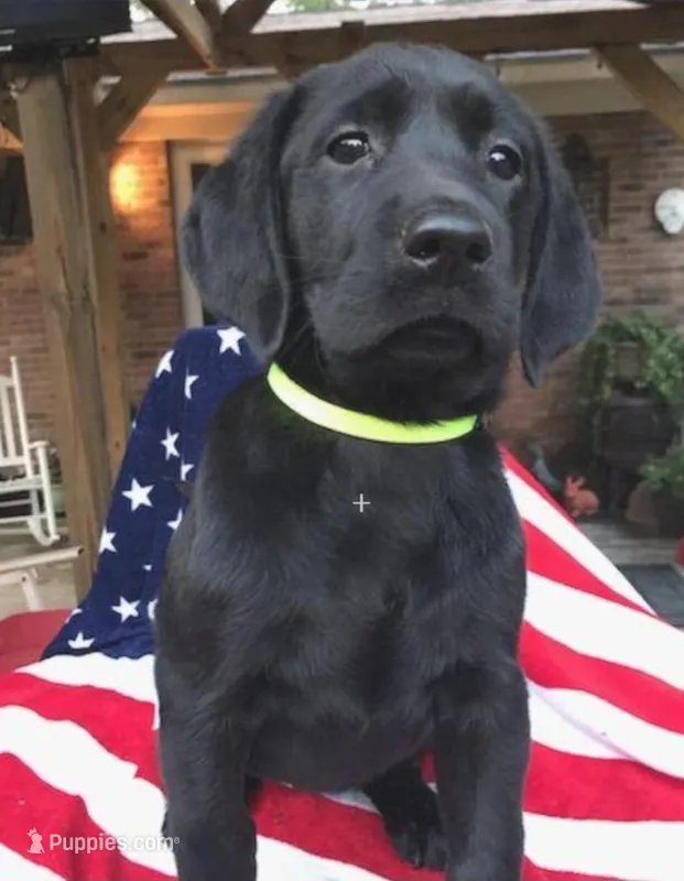 George  – Labrador Retriever puppy for sale in Douglas, GA
