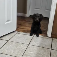 Kager, a male Boykin Spaniel for sale in Douglas, GA – 4 of 4