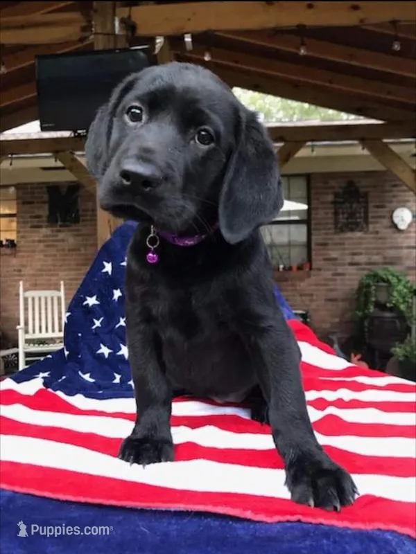 Tom – Labrador Retriever puppy for sale in Douglas, GA