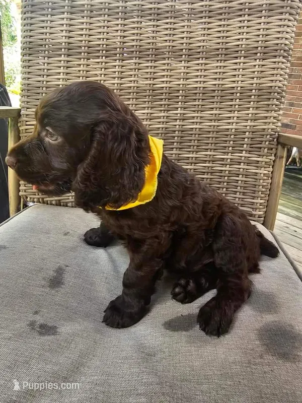 Tuck – Boykin Spaniel puppy for sale in Douglas, GA