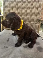 Tuck, a male Boykin Spaniel for sale in Douglas, GA – 1 of 7