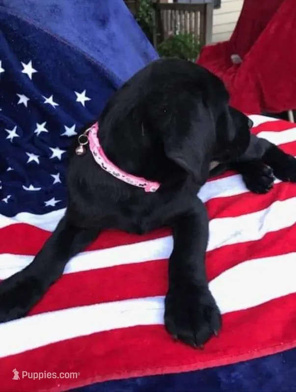 Allen  – Labrador Retriever puppy for sale in Douglas, GA