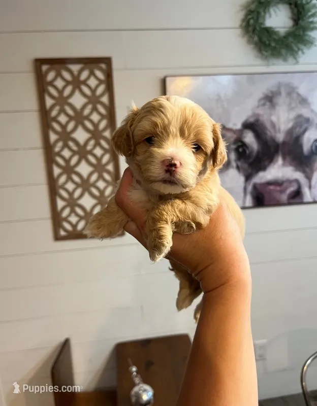 Charlie  – Maltipoo puppy for sale in Douglas, GA