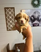 Charlie , a male Maltipoo for sale in Douglas, GA – 1 of 1