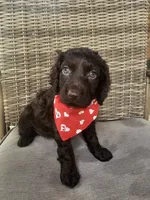 Razor , a male Boykin Spaniel for sale in Douglas, GA – 6 of 7