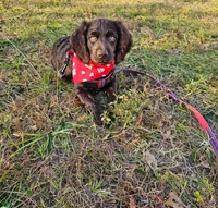 Greg, a male Boykin Spaniel for sale in Douglas, GA – 3 of 5