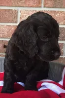Buckee , a male Boykin Spaniel for sale in Douglas, GA – 2 of 5