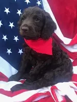 Buck, a male Boykin Spaniel for sale in Douglas, GA – 2 of 3