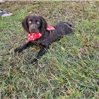 Greg, a male Boykin Spaniel for sale in Douglas, GA – 2 of 5