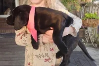 Nora, a female Labrador Retriever for sale in Douglas, GA – Photo 2 of 5