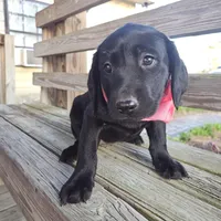 Nora, a female Labrador Retriever for sale in Douglas, GA – Photo 5 of 5